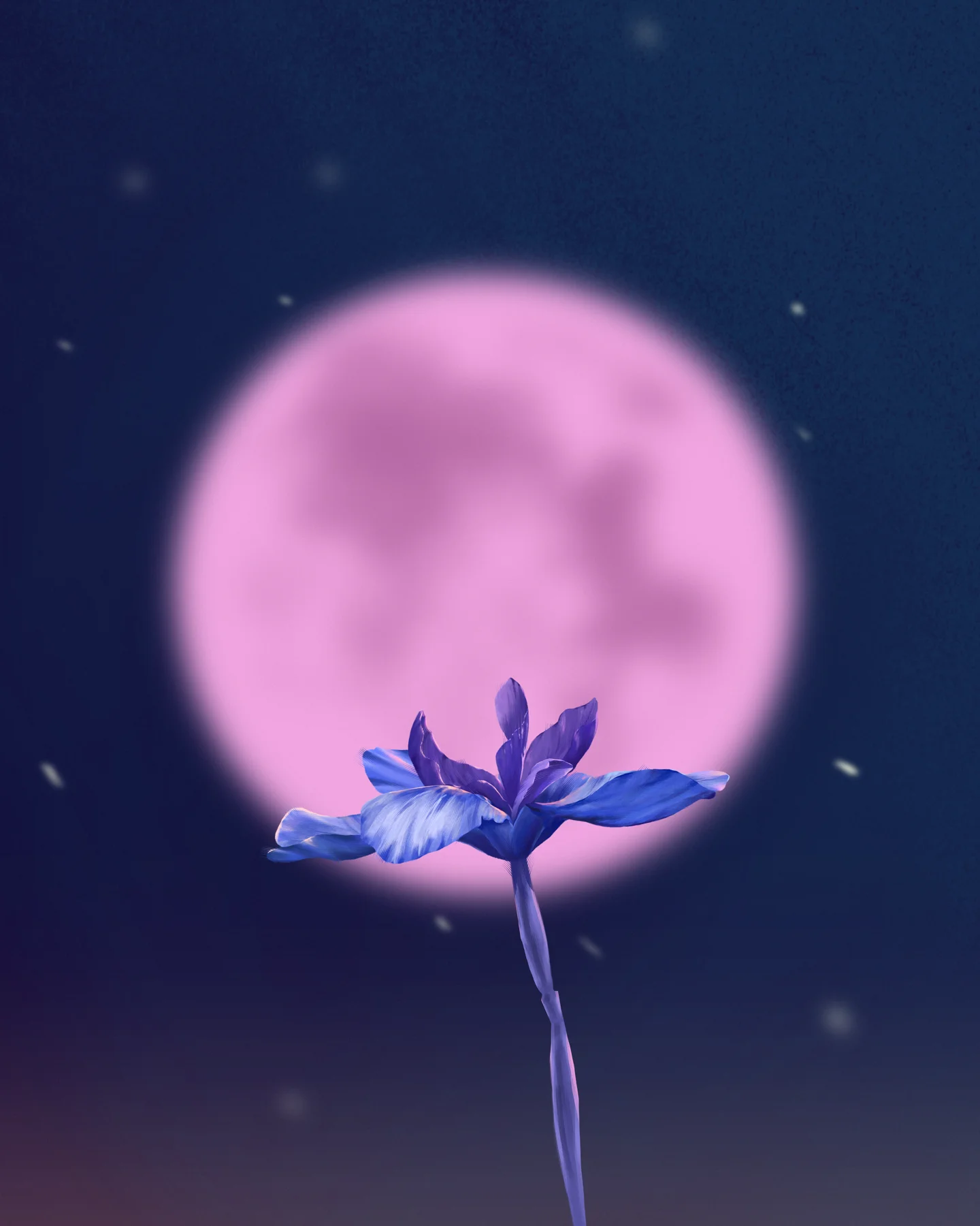 Dusk Iris