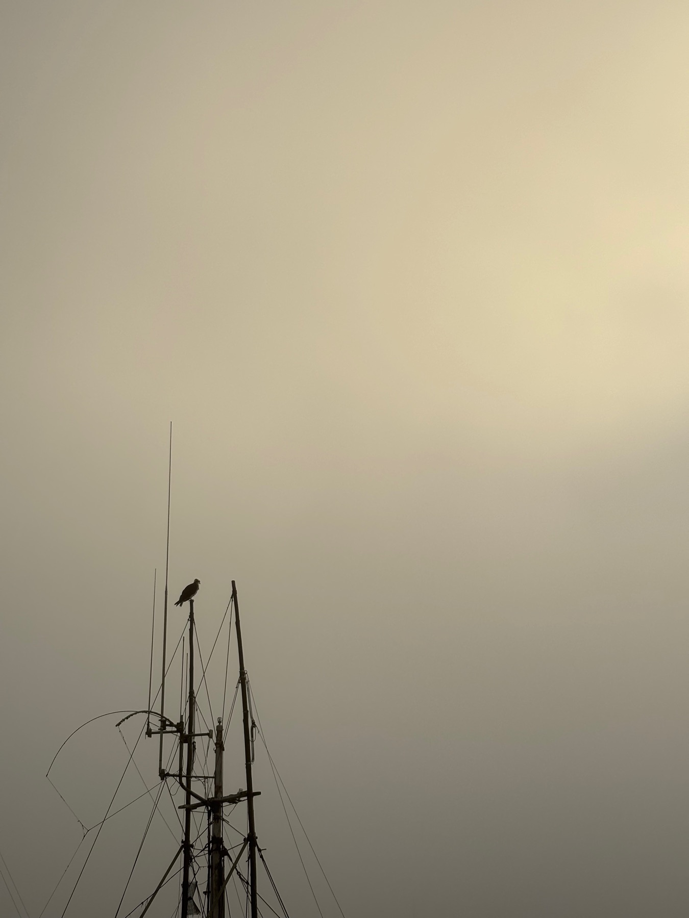 Foggy